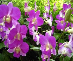 пазл Сиреневый орхидеи